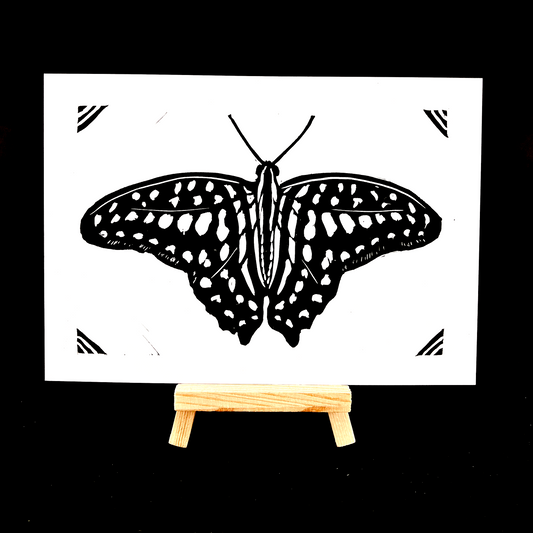 Butterfly - Variety